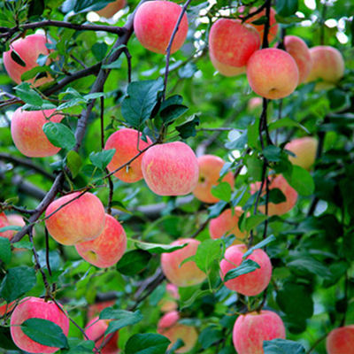蘋果